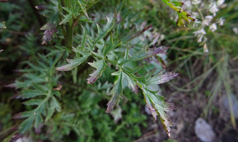 Scrophularia canina - Scrophulariaceae